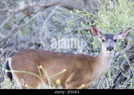 Les jeunes du Cerf à queue noire (Odocoileus hemionus) manger. Banque D'Images