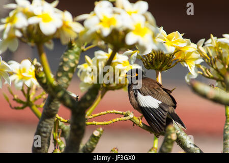 Common myna Acridotheres tristis,, perché entre Plumeria fleurs sur l'île de Maui. Banque D'Images