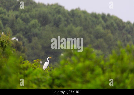 Grande Aigrette perchée en haut d'un un arbre un jour de pluie en juin. Photo prise à Bald Knob NWR, 2017. Banque D'Images