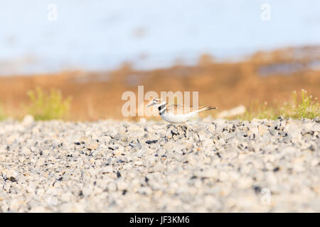 Un pluvier kildir, Charadrius vociferus, préparation pour le nid le long du côté d'une route de gravier dans la région de Bald Knob National Wildlife Refuge. Banque D'Images