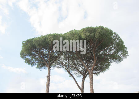 Groupe d'arbres de pin maritime près de Rome, Italie Banque D'Images