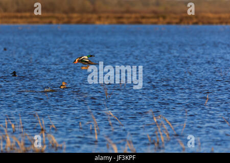 Bald Knob NWR - mars 2017, le Canard souchet sauvages dans la zone de gestion de la faune dans la région de Bald Knob, Arkansas. Banque D'Images