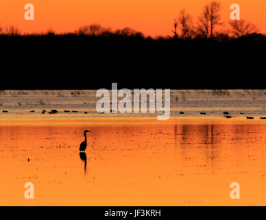 Bald Knob NWR - mars 2017, le Grand Héron canards avec en arrière-plan l'article en rizière inondée utilisé comme terrain de chasse, au cours de la saison de canard Banque D'Images