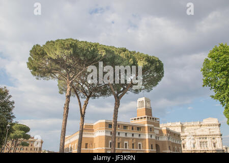 Groupe d'arbres de pin maritime près de Rome, Italie Banque D'Images