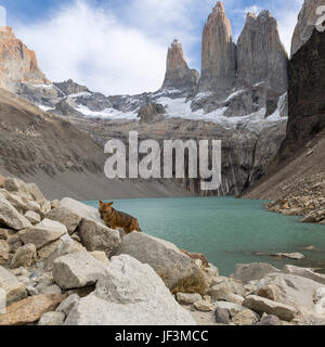 Fox andine à Torres del Paine Banque D'Images