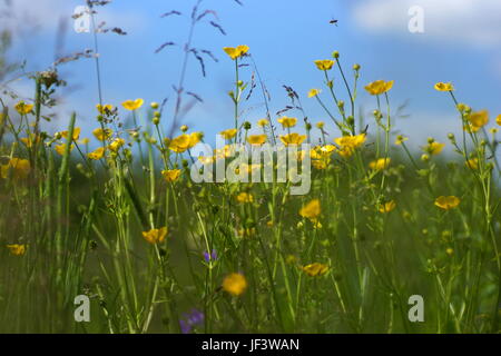 Fleurs et l'herbe éclairées par la lumière du soleil chaud de l'été sur un pré, abstract backgrounds naturel pour votre conception. Renoncule jaune prairie Banque D'Images