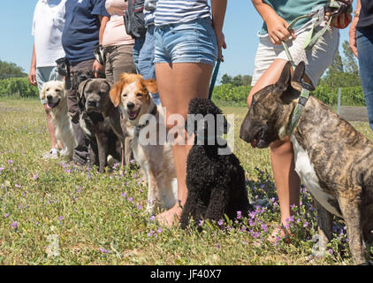 Les chiens différents dans un programme de formation de l'obéissance Banque D'Images