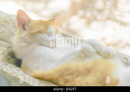 Sommeil de chat au jardin Banque D'Images