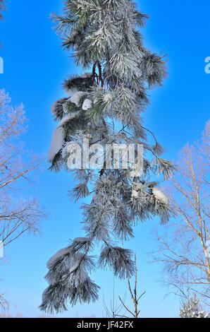 Branches de Conifères couverts de givre. Banque D'Images