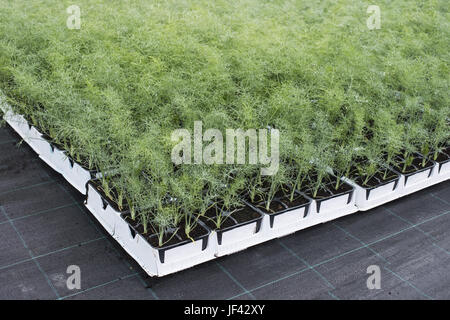 Ferme d'aneth Banque D'Images