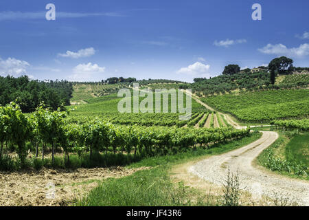 Les plantations de vigne et ferme en Italie Banque D'Images