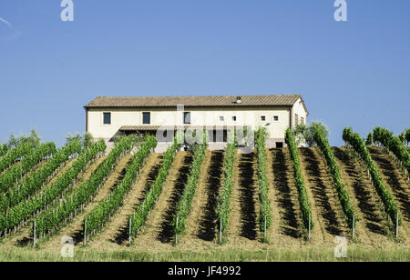 Les plantations de vigne et ferme en Italie Banque D'Images