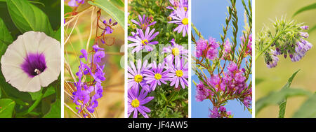 Bannière panoramique floral lilas avec des fleurs violet Banque D'Images