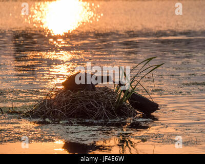 Silhouette de Foulques de nidification (Fulica atra) au coucher du soleil on golden pond Banque D'Images