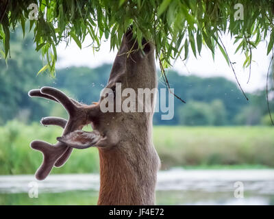 Les jeunes Red Deer cerf (Cervus elaphus) dans les bois de velours, naviguant sur des feuilles de saule en été Banque D'Images