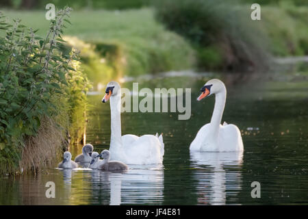 Mute Swan (Cygnus olor) hot et mignon bébé cygnets moelleuses, nageant ensemble lors d'une journée ensoleillée Banque D'Images