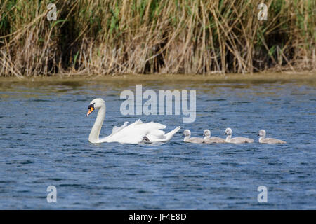 Mute Swan (Cygnus olor) hot et mignon bébé cygnets moelleuses, nageant ensemble lors d'une journée ensoleillée Banque D'Images