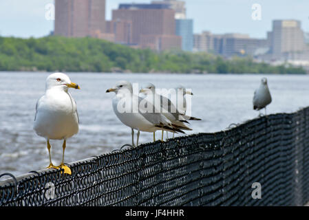 A Flock of Seagulls assis sur le côté d'une clôture avec des bâtiments en arrière-plan Banque D'Images