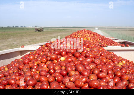 Harvester recueille des tomates en trailer Banque D'Images