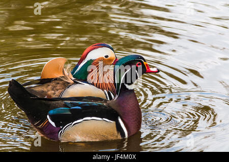 Canards mandarins sur un étang Banque D'Images