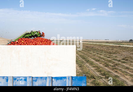 Harvester recueille des tomates en trailer Banque D'Images