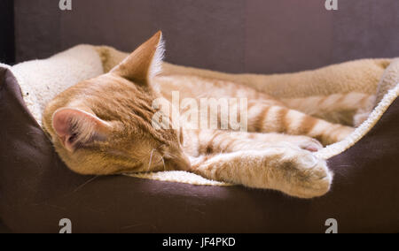 Chat endormi Banque D'Images