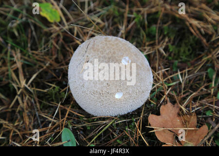 Puffball, Lycoperdon perlatum Banque D'Images