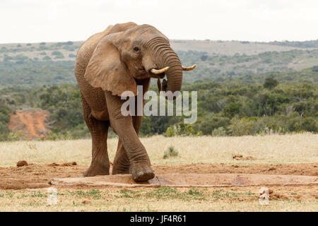 Bush Elephant escalade dans les trous d'arrosage Banque D'Images