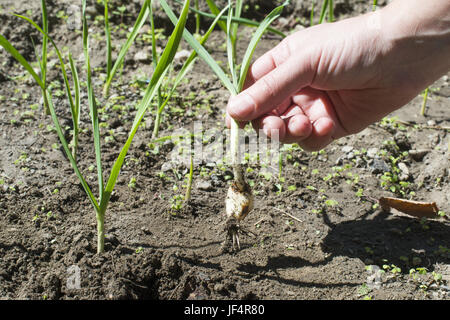 L'ail vert frais dans plantation Banque D'Images