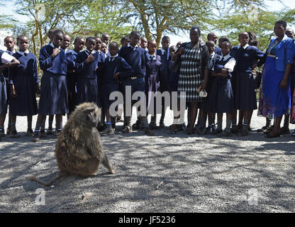 Nairobi. 21 Juin, 2017. Photo prise le 21 juin 2017 montre les étudiants à la recherche à un babouin dans le parc national du lac Nakuru, au Kenya. Le lac Nakuru se trouve au sud de Nakuru, dans la vallée du Rift au Kenya et est protégé par le Parc National de Nakuru de lac. La quantité d'algues du lac attire une grande quantité de flamants qui a doublé la rive. D'autres oiseaux aussi s'épanouir dans la région, tout comme les phacochères, babouins et autres grands mammifères. L'Est et du sud de rhinocéros noirs rhinocéros blancs ont également été introduits. Crédit : Chen Cheng/Xinhua/Alamy Live News Banque D'Images