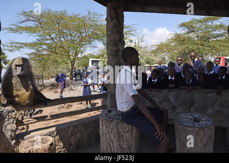 Nairobi. 21 Juin, 2017. Photo prise le 21 juin 2017 montre un étudiant local qui pose pour des photos avec un babouin dans le parc national du lac Nakuru, au Kenya. Le lac Nakuru se trouve au sud de Nakuru, dans la vallée du Rift au Kenya et est protégé par le Parc National de Nakuru de lac. La quantité d'algues du lac attire une grande quantité de flamants qui a doublé la rive. D'autres oiseaux aussi s'épanouir dans la région, tout comme les phacochères, babouins et autres grands mammifères. L'Est et du sud de rhinocéros noirs rhinocéros blancs ont également été introduits. Crédit : Chen Cheng/Xinhua/Alamy Live News Banque D'Images