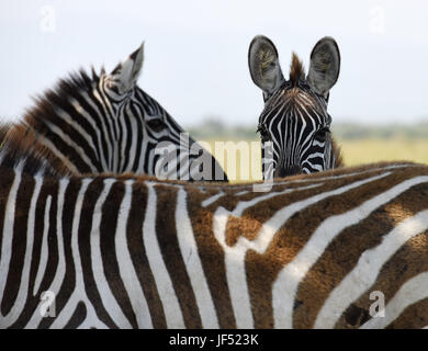 Nairobi. 21 Juin, 2017. Photo prise le 21 juin 2017 montre les zèbres dans le parc national du lac Nakuru, au Kenya. Le lac Nakuru se trouve au sud de Nakuru, dans la vallée du Rift au Kenya et est protégé par le Parc National de Nakuru de lac. La quantité d'algues du lac attire une grande quantité de flamants qui a doublé la rive. D'autres oiseaux aussi s'épanouir dans la région, tout comme les phacochères, babouins et autres grands mammifères. L'Est et du sud de rhinocéros noirs rhinocéros blancs ont également été introduits. Crédit : Chen Cheng/Xinhua/Alamy Live News Banque D'Images