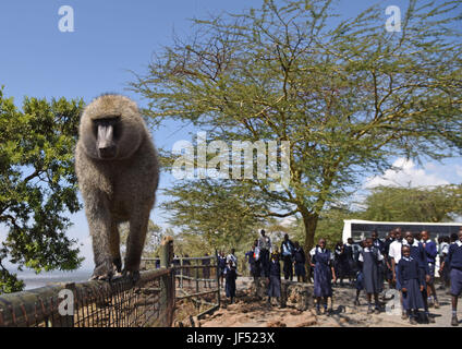 Nairobi. 21 Juin, 2017. Photo prise le 21 juin 2017 montre les étudiants locaux à des babouins à dans le parc national du lac Nakuru, au Kenya. Le lac Nakuru se trouve au sud de Nakuru, dans la vallée du Rift au Kenya et est protégé par le Parc National de Nakuru de lac. La quantité d'algues du lac attire une grande quantité de flamants qui a doublé la rive. D'autres oiseaux aussi s'épanouir dans la région, tout comme les phacochères, babouins et autres grands mammifères. L'Est et du sud de rhinocéros noirs rhinocéros blancs ont également été introduits. Crédit : Chen Cheng/Xinhua/Alamy Live News Banque D'Images