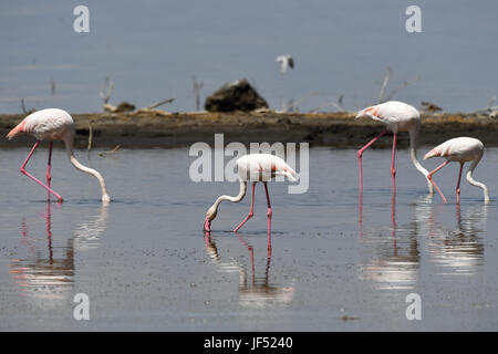 Nairobi. 21 Juin, 2017. Photo prise le 21 juin 2017 montre des flamants roses dans le parc national du lac Nakuru, au Kenya. Le lac Nakuru se trouve au sud de Nakuru, dans la vallée du Rift au Kenya et est protégé par le Parc National de Nakuru de lac. La quantité d'algues du lac attire une grande quantité de flamants qui a doublé la rive. D'autres oiseaux aussi s'épanouir dans la région, tout comme les phacochères, babouins et autres grands mammifères. L'Est et du sud de rhinocéros noirs rhinocéros blancs ont également été introduits. Crédit : Chen Cheng/Xinhua/Alamy Live News Banque D'Images