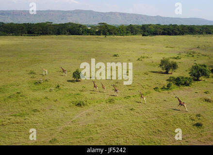 Nairobi. 21 Juin, 2017. Photo prise le 21 juin 2017 montre dans l'giraffs Parc national du lac Nakuru, au Kenya. Le lac Nakuru se trouve au sud de Nakuru, dans la vallée du Rift au Kenya et est protégé par le Parc National de Nakuru de lac. La quantité d'algues du lac attire une grande quantité de flamants qui a doublé la rive. D'autres oiseaux aussi s'épanouir dans la région, tout comme les phacochères, babouins et autres grands mammifères. L'Est et du sud de rhinocéros noirs rhinocéros blancs ont également été introduits. Crédit : Chen Cheng/Xinhua/Alamy Live News Banque D'Images