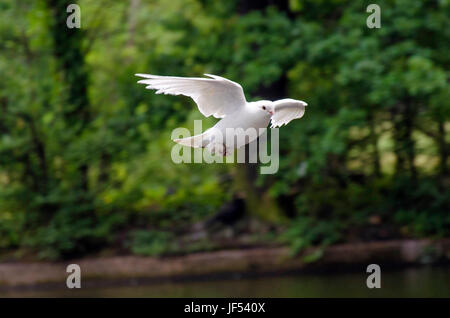 Londres, Royaume-Uni. 29 Juin, 2017. pigeon blanc en crédit de vol : JOHNNY ARMSTEAD/Alamy Live News Banque D'Images