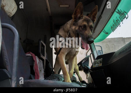 1er de l'armée espagnole. Le Cpl. Gabor, un chien de travail militaires déployés à l'appui de la Force opérationnelle interarmées - Fonctionnement résoudre inhérent, recherche un véhicule à fond avec son maître de détecter jusqu'à sept substances différentes à la gamme Besmaya complexe, l'Iraq, le 26 mai 2017. L'ampleur et la diversité de partenaires qui appuient la Coalition mondiale unifiée et démontrer la nature de l'effort pour vaincre ISIS en Iraq et en Syrie. (U.S. Photo de l'armée par le Cpl. Tracy McKithern) Banque D'Images