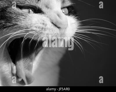 Cat bâillement. Chat avec sa bouche ouverte montrant ses dents. Un sifflement. Banque D'Images