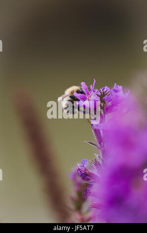 Vertical image d'un bourdon pollinisateur, la fleur pourpre Banque D'Images