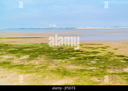 Panorama de l'sandflat et paysage des vasières à marée basse, réserve naturelle près de Maasvlakte et port de Rotterdam, Pays-Bas Banque D'Images