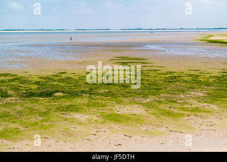 Panorama de l'sandflat et paysage des vasières à marée basse, réserve naturelle près de Maasvlakte et port de Rotterdam, Pays-Bas Banque D'Images