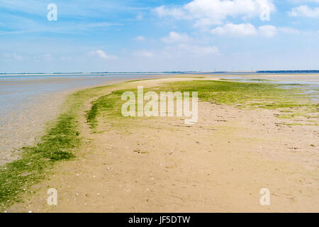 Panorama de l'sandflat et paysage des vasières à marée basse, près de la réserve naturelle de Haringvlietdam et port de Rotterdam, Pays-Bas Banque D'Images