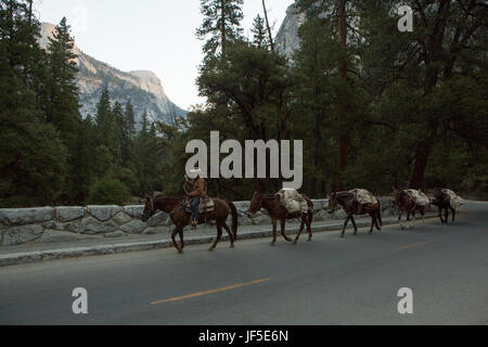 Une cowgirl mène un train de chevaux à travers la vallée de Yosemite. Banque D'Images