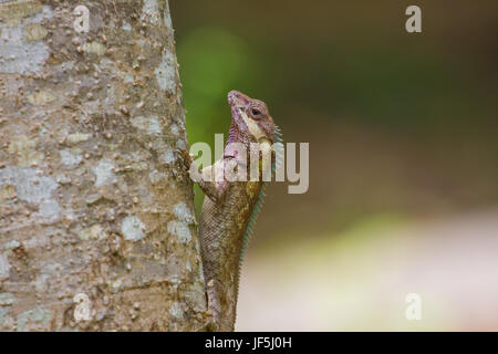 Lézard Bleu ou lézard vert (Lacerta viridis) sur tree in forest Banque D'Images