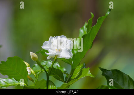 Gardenia jasminoides belle fleur sur tree in garden Banque D'Images