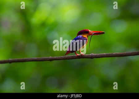 Dans la nature, d'oiseau noir (oriental) dwaft kingfisher sur la branche dans la nature Banque D'Images