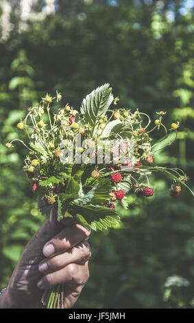 Tenir la main de fraises sauvages cueillies Banque D'Images