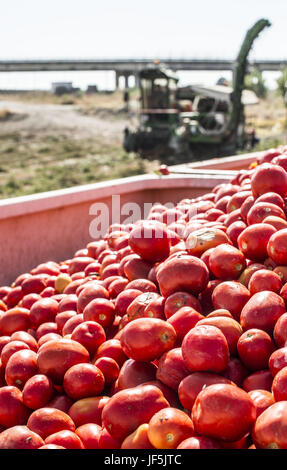 Harvester recueille des tomates en trailer Banque D'Images