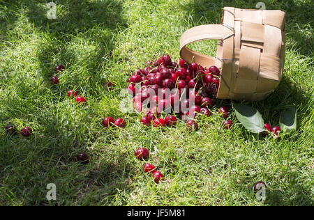 Des griottes dans panier sur pré vert Banque D'Images