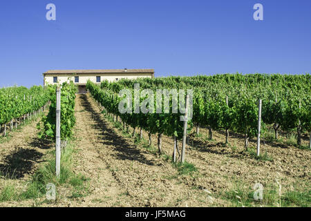 Les plantations de vigne et ferme en Italie Banque D'Images